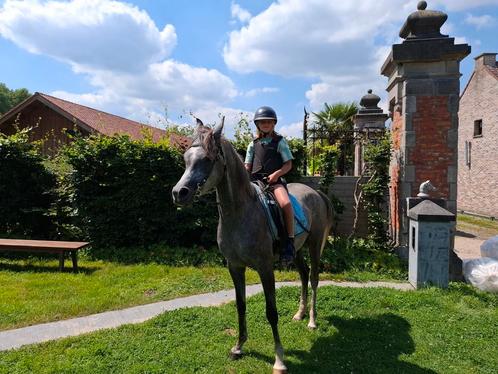 Arabier paardje van 5jaar, Dieren en Toebehoren, Paarden, Ruin, Zadelmak, Gechipt, Ontwormd