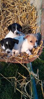 Super speelse jack Russell pups, België, Fokker | Hobbymatig, Jack Russell Terriër, CDV (hondenziekte)