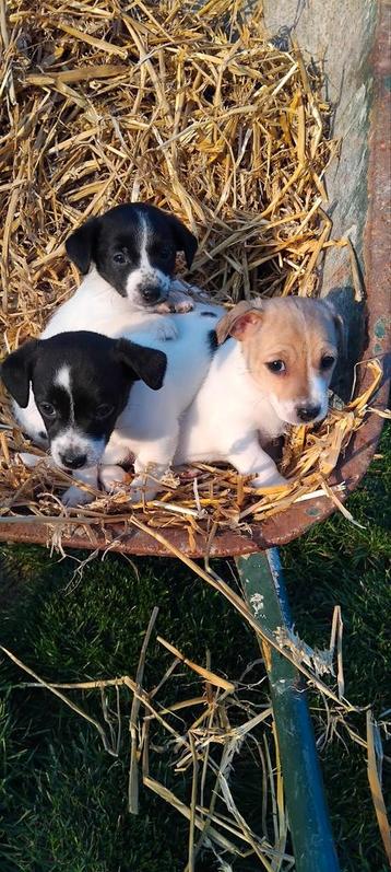 Super speelse jack Russell pups  beschikbaar voor biedingen