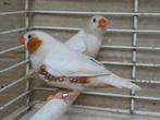 Grote kweekexemplaren zebravinken isabel en -verervend, Dieren en Toebehoren, Vogels | Overige Vogels, Geringd
