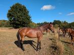 Drachtige fokmerrie, Dieren en Toebehoren, Merrie, Springpaard, Gechipt, 170 tot 175 cm
