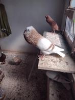 Sierduiven Thüringen kroppers, Plusieurs animaux, Boulant