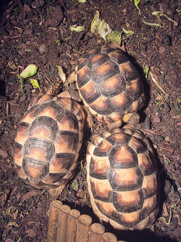 3 Testudo Marginata 2023, mange très bien, Dieren en Toebehoren
