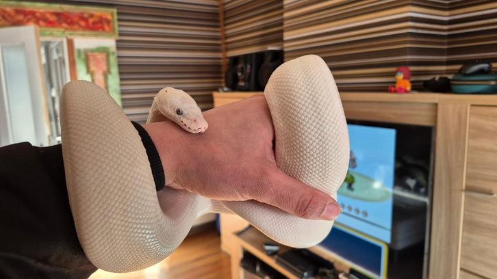 Blue Eyed Leucistic Ball Python + terrarium, Dieren en Toebehoren, Reptielen en Amfibieën, Slang, Tam