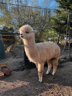2-jarige alpaca hengst te koop, Dieren en Toebehoren, Overige Dieren, Januari, Mannelijk
