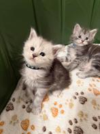 Prachtige Maine Coon kittens, Dieren en Toebehoren, Poes, Gechipt, 0 tot 2 jaar
