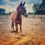 Wandelpaard/weidemaatje, Animaux & Accessoires, Chevaux