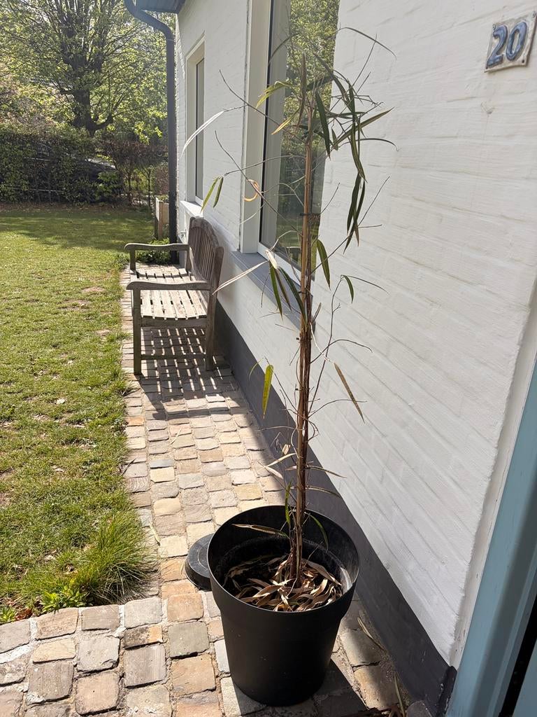 Gratis plant, Tuin en Terras, Ophalen