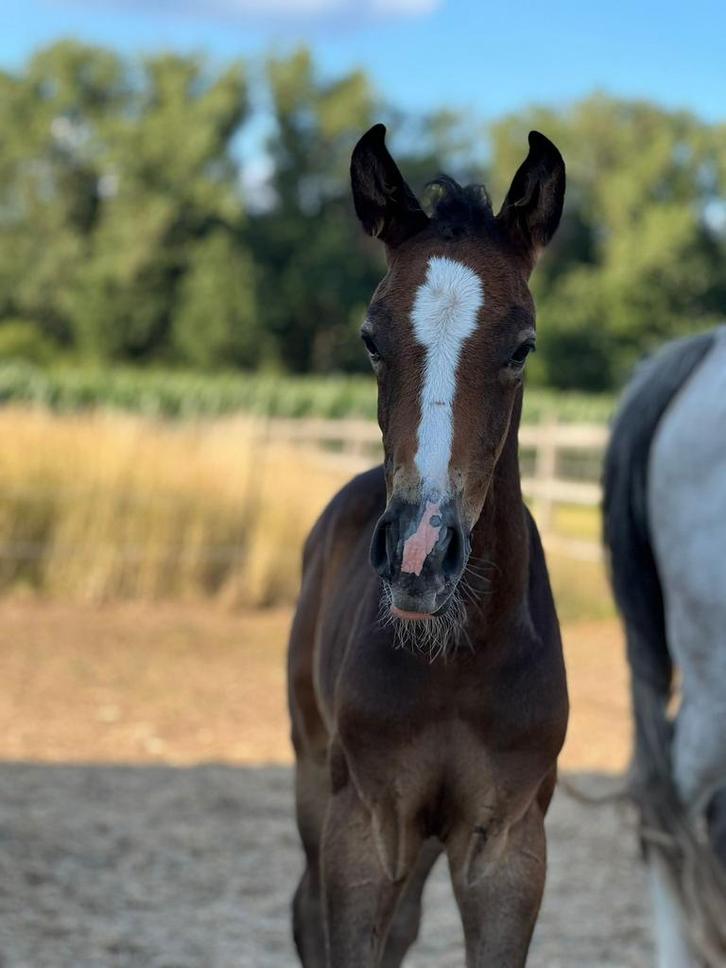Hengsten veulen (2025), Animaux & Accessoires, Chevaux & Poneys | Couvertures & Couvre-reins, Enlèvement