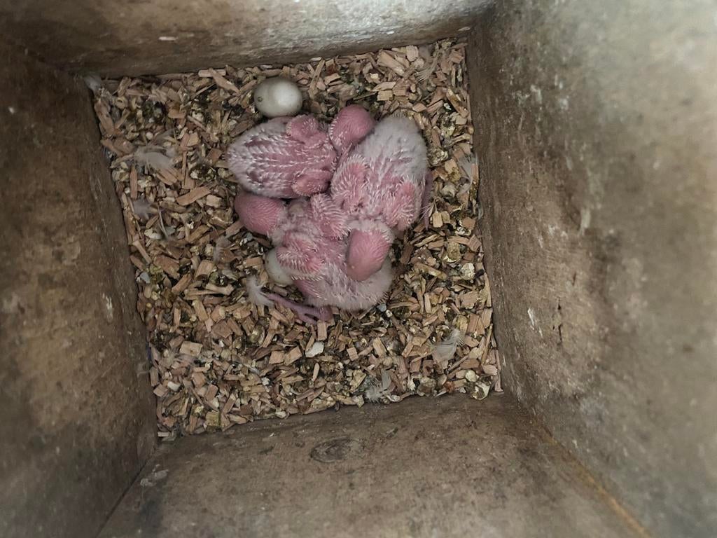 Perruches ondulées au nid