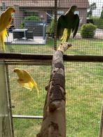 Split blauwe Alexander, Femelle, Perruche, Bagué