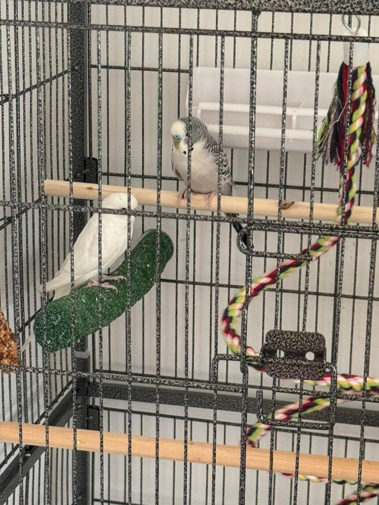 Perruche grande cage, Dieren en Toebehoren, Vogels | Toebehoren, Ophalen