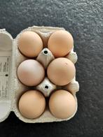 Broedeieren buff columbia