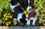 Mooie Border collie pups geboren op boerderij, Animaux & Accessoires, Chiens | Bergers & Bouviers, 8 à 15 semaines, Colley, Éleveur | Loisir