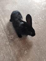 Reuzevlinder ram te koop