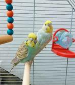 Couple de perruche avec une belle cage., Plusieurs animaux, Perruche