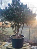Pinus sylvestris « Watereri », Jardin & Terrasse, Plantes | Arbres, Enlèvement, En pot, 100 à 250 cm