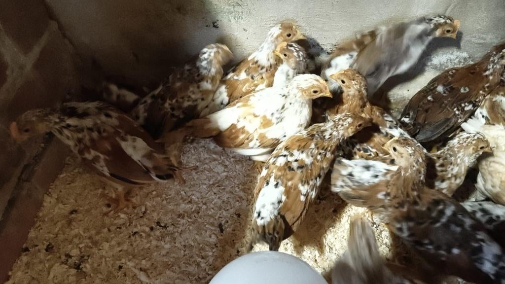 Leghorn Porselein jonge hennen en hanen, Dieren en Toebehoren, Pluimvee, Meerdere dieren, Kip