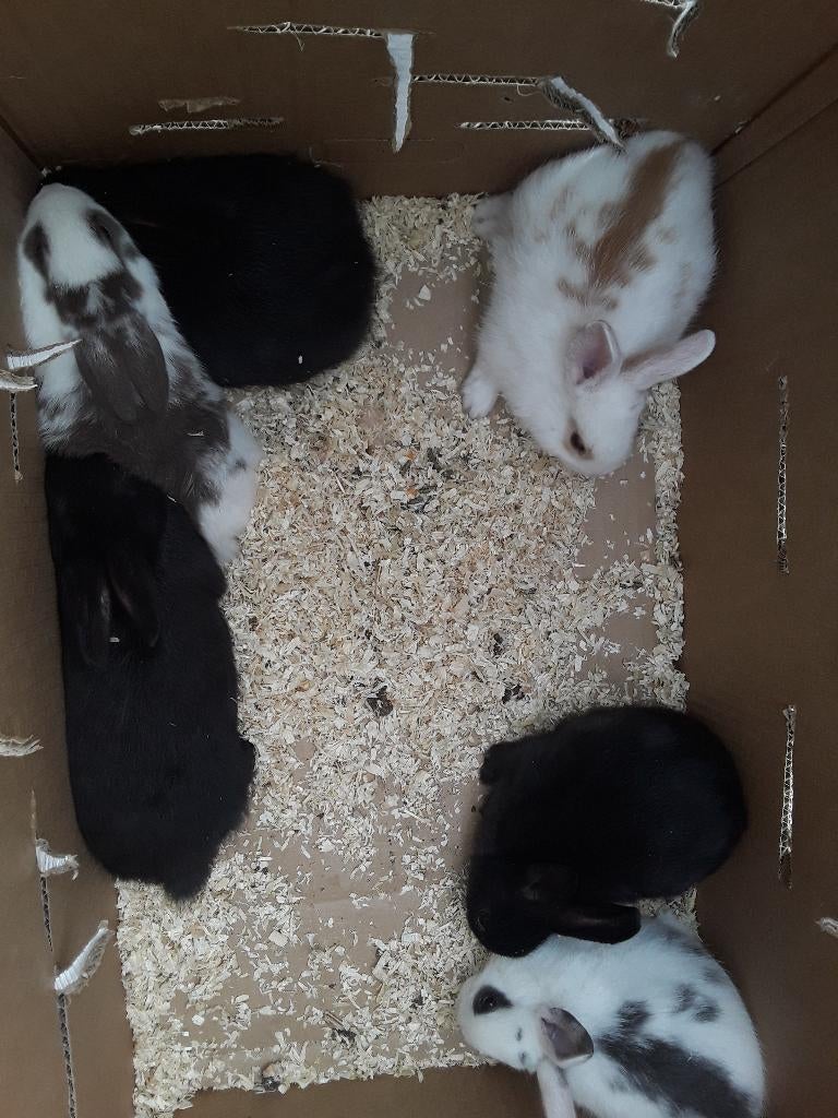 Jonge konijntjes, Geslacht onbekend, Middelgroot, 0 tot 2 jaar