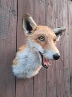 Opgezette voskop – Taxidermie – Jachttrofee – Landelijk, Enlèvement ou Envoi