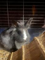 Konijn, Mannelijk, Dwerg, 0 tot 2 jaar