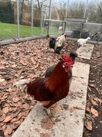 Haan te koop, Dieren en Toebehoren, Pluimvee, Mannelijk, Kip