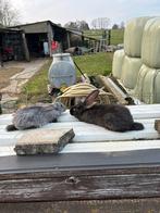 Duitse reuzen te koop!, Mannelijk, Groot, 0 tot 2 jaar