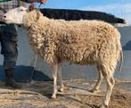 Schapenbok te koop, Mâle, Mouton, 3 à 5 ans