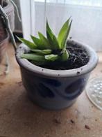 Pot de Cologne avec de belles succulentes, Maison & Meubles, Plantes d'intérieur, Enlèvement ou Envoi, Plante succulente