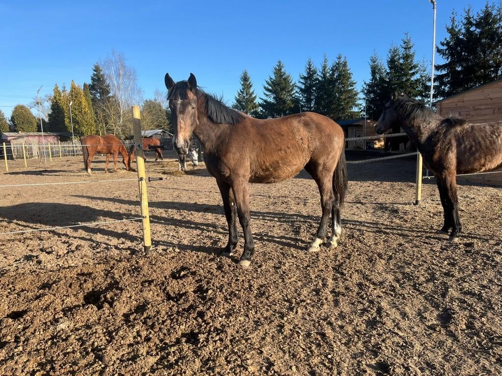 Capri Sun Z, Dieren en Toebehoren, Paarden, Merrie, Z, 165 tot 170 cm, 0 tot 2 jaar, Springpaard, Met stamboom, Gechipt, Ontwormd