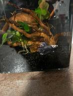 Aquarium, Ophalen, Zo goed als nieuw