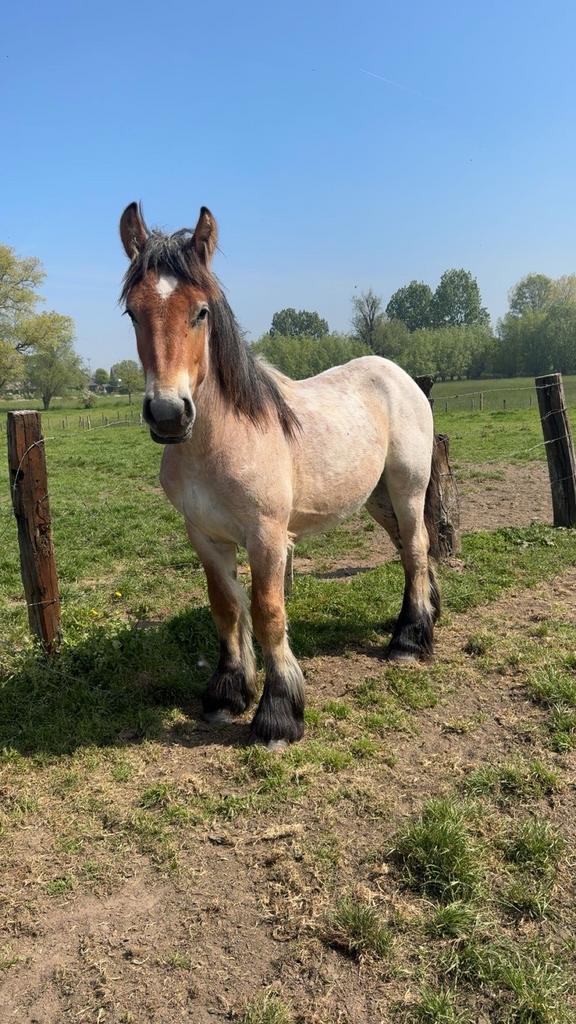 Braaf trekpaard hengst, Hengst