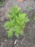 Cerfeuil romain - herbes, Enlèvement, Plante fixe, Herbes, Mi-ombre