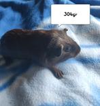 jonge cavia's beren lees beschrijving, Februari, Mannelijk, Cavia