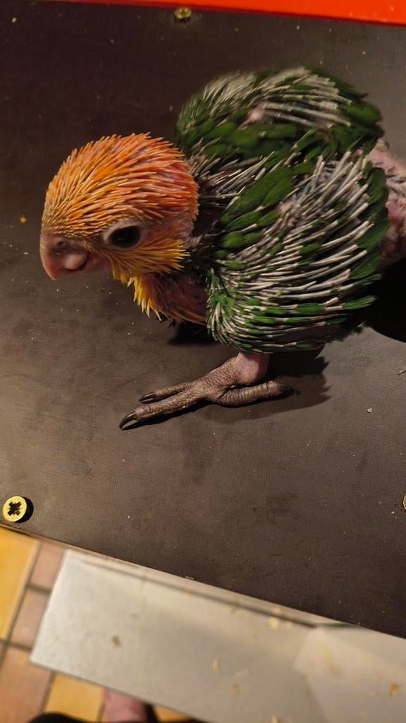 Roestkop caique, Dieren en Toebehoren, Vogels | Parkieten en Papegaaien, Geslacht onbekend, Papegaai, Geringd
