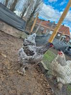 Kuikens brahma  groothoender blauw zwart en splash ouders, Dieren en Toebehoren, Pluimvee, Meerdere dieren, Kip