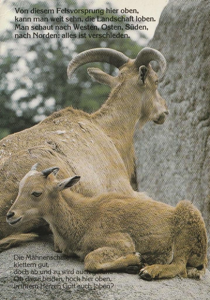 MANENSCHAAP  met  JONG, Verzamelen, Postkaarten | Dieren, Verzenden, 1980 tot heden, Gelopen, Wild dier