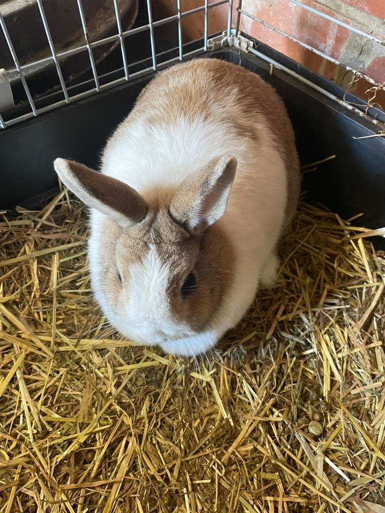 Konijnen hok met 2 dwergkonijnen