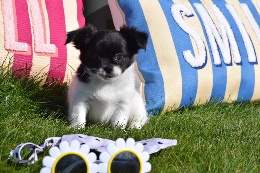 Chiots Chihuahua Choisissez votre couleur 🌈🐶, Animaux & Accessoires, Chiens | Chihuahuas & Chiens de compagnie, 15 semaines à 1 an