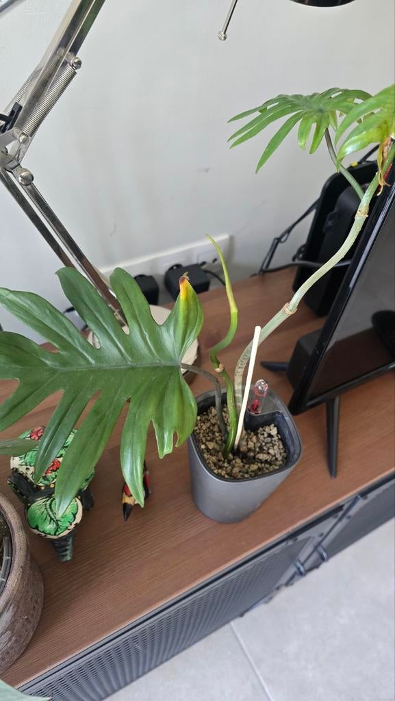 Bouture de Philodendron mayoi (plante tropicale), Autres espèces, En pot, Moins de 100 cm, Enlèvement