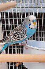 Grasparkieten, Dieren en Toebehoren, Vogels | Parkieten en Papegaaien, Meerdere dieren, Parkiet, Geringd