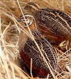 Prachtig handtam koppel Harlekijnkwartels, Dieren en Toebehoren, Vogels | Overige Vogels