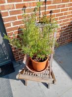 Volledig lot buitenplanten in pot met schalen, Tuin en Terras, Planten | Bomen, Ophalen, In pot