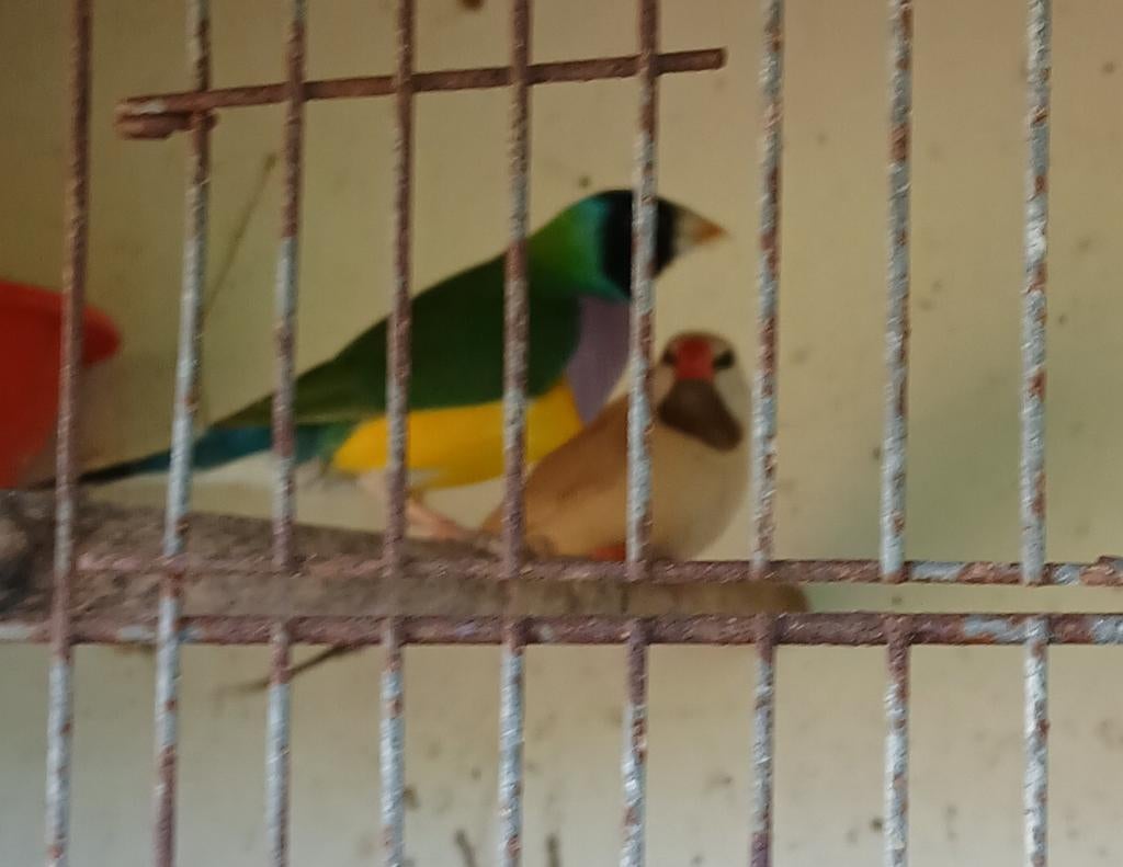 Gouldamadine, Dieren en Toebehoren