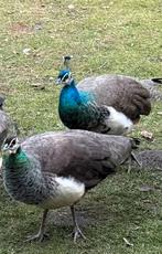 Koppel mooie tamme PAUWEN!, Dieren en Toebehoren, Vogels | Overige Vogels, Meerdere dieren, Tam