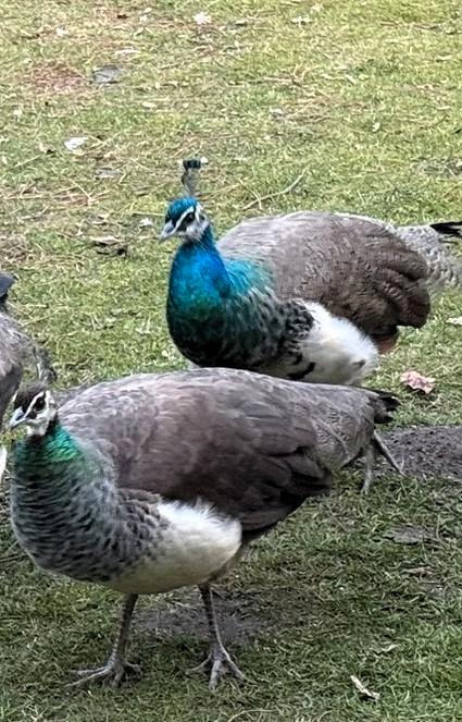 Koppel mooie tamme PAUWEN!, Dieren en Toebehoren, Vogels | Overige Vogels, Meerdere dieren, Tam