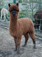 Zeer mooie alpaca hengst, Dieren en Toebehoren, Overige Dieren, Januari, Mannelijk
