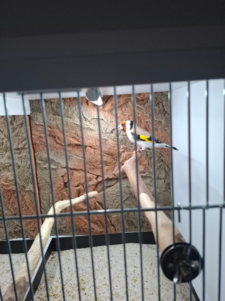 Distelvink, Mannelijk, Wildzangvogel, Geringd