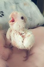 Calopsitte, Enlèvement, Neuf