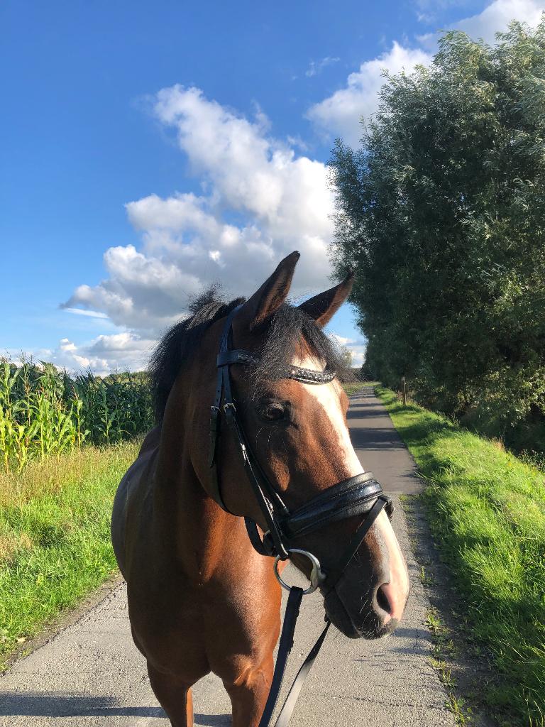 D-pony te koop, Dieren en Toebehoren, Pony's, Ruin, M, D pony (1.37m tot 1.48m), Dressuurpony, 11 jaar of ouder, Met stamboom